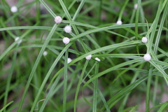 Kyllinga nemoralis